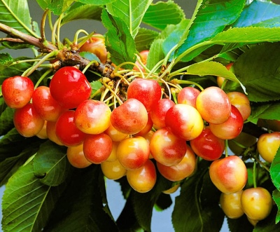 Kirsebær Krasnaya Gorka