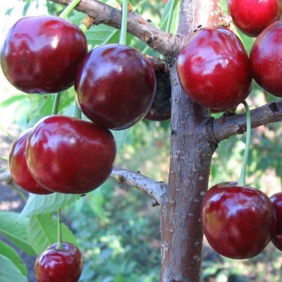 Cherry Large-fruited