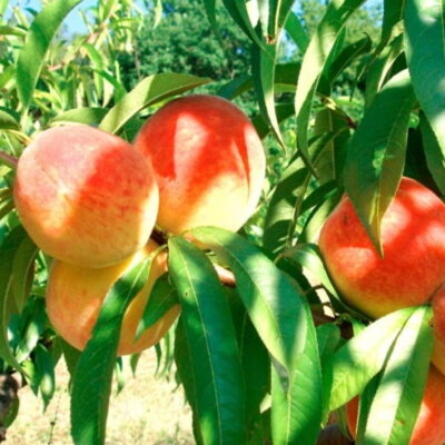 Peach Crimean autumn