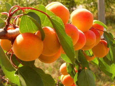 Apricot Kuibyshev jubilee
