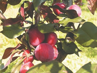 Lama de prune cireșe