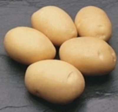 Aardappelen Latona