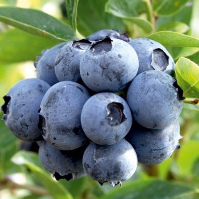 蓝莓遗产（遗产）