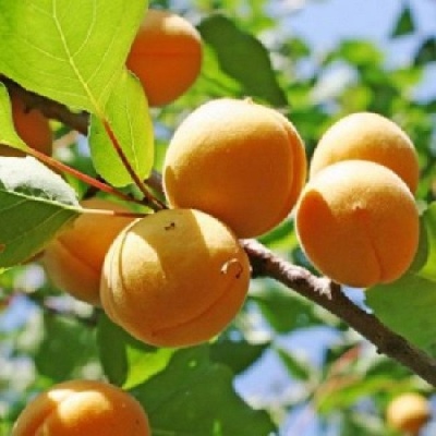 Apricot Lel