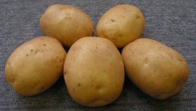 Kartoffel leder