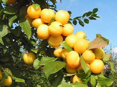 Cherry plum Lodva