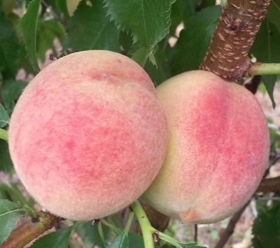 Peach Loiko-2