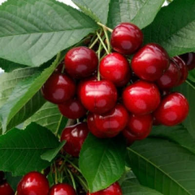 Cherry May