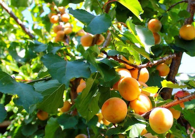 Apricot Manchurian
