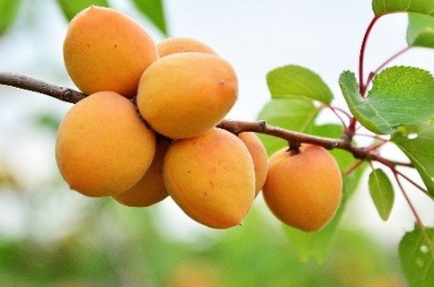 Apricot Manitoba
