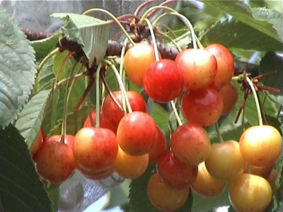Cherry Medunitsa