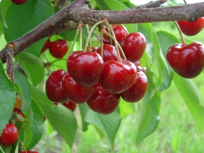 Cherry Michurinka
