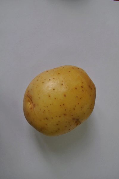 马铃薯茉莉