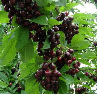 Sweet cherry Narodnaya