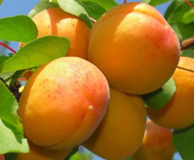 Apricot Delight (Magic)