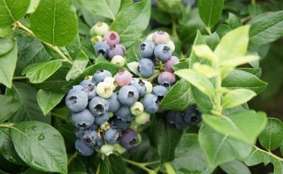 蓝莓 Northblu (Northblue)