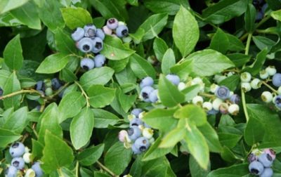 Blueberry North Country (Severní země)