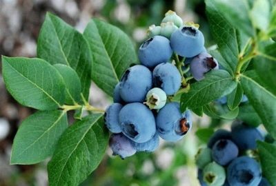 蓝莓北国