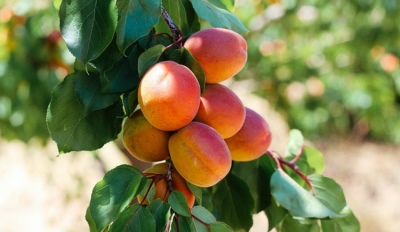 Apricot New Jersey
