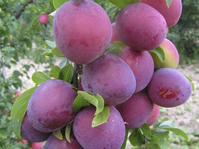 Cherry plum Abundant