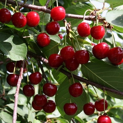Cherry Octave