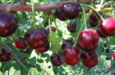 Cherry Orlitsa