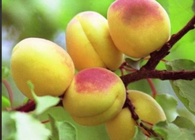 Apricot Orlovchanin