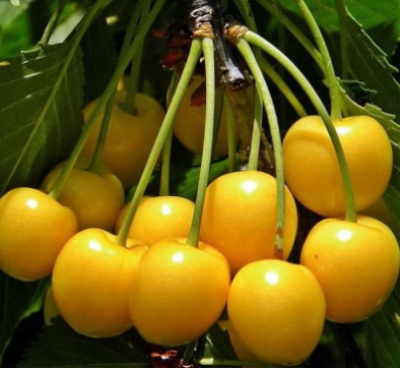 Sweet cherry Orlovskaya amber