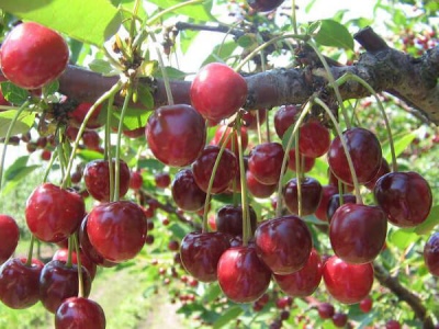 Kirsebær minde om Yenikeev