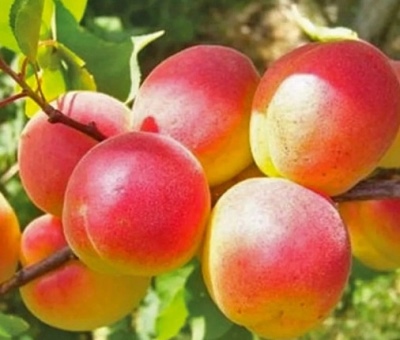Apricot Peach