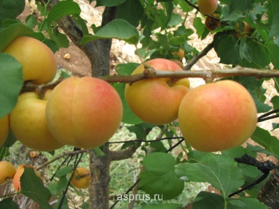 Apricot Polesie large-fruited