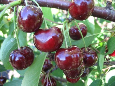 Cherry Prima
