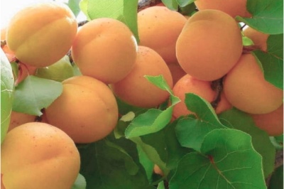 Apricot Prince March