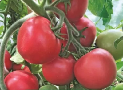Tomate Fuzzy Pink