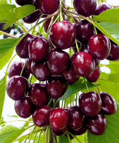 Cherry Raditsa