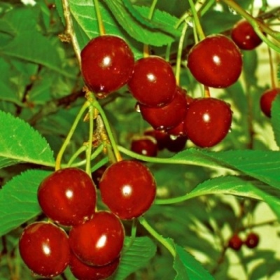 Sweet cherry Rodina
