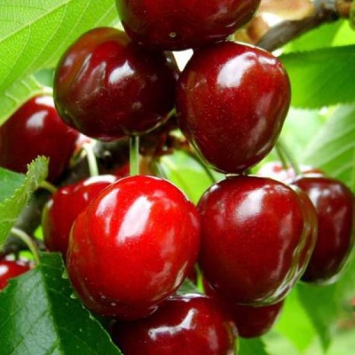 Cherry Sadko