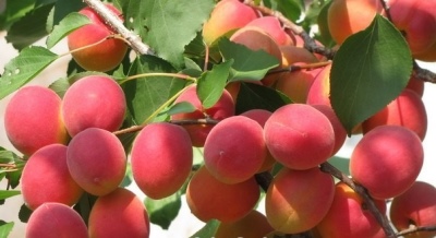 Apricot Saratov Ruby
