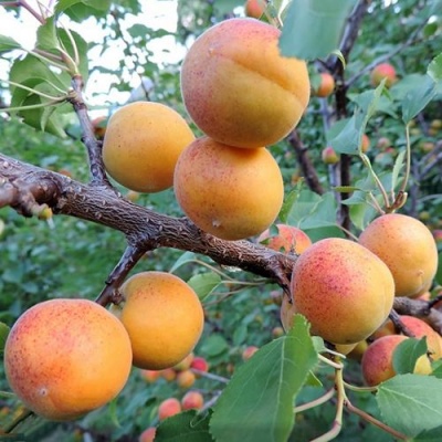 Apricot Sardonyx
