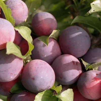 Cort cireș-prune
