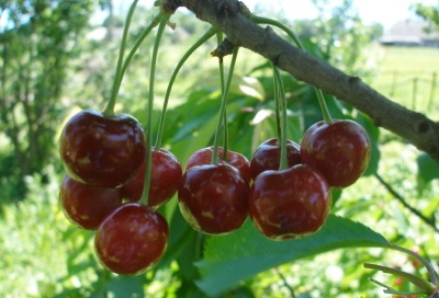 Cherry Shpanka Bryansk