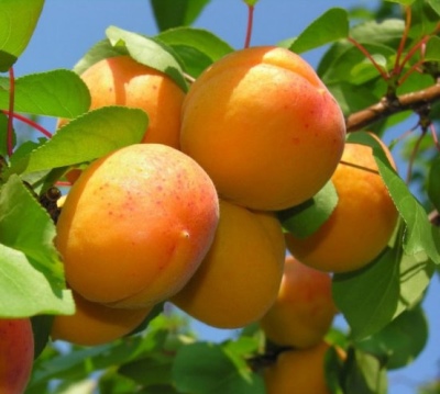 Apricot Glory of the North
