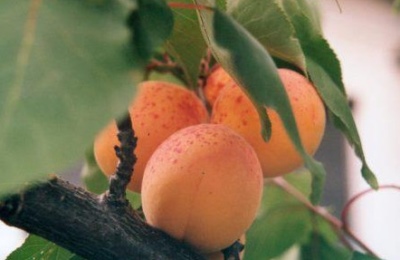 Apricot Snegirek