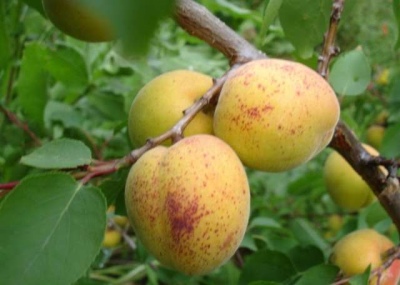 Apricot Snezhinsky