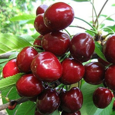 Cherry Staccato