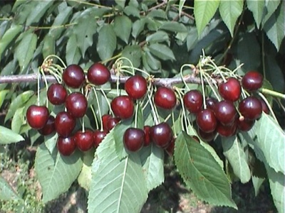 樱桃 Syubarovskaya
