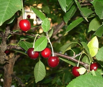 Cherry Teremoshka