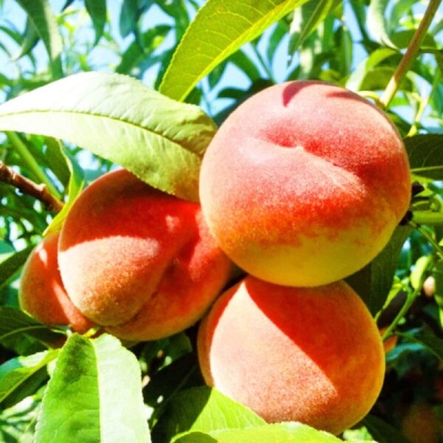 Peach Top Sweet T5