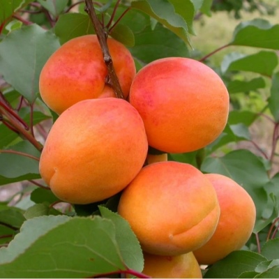 Apricot Triumph north