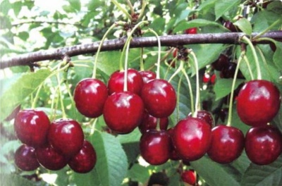 Cherry Turgenevka